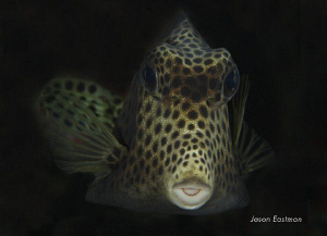 Inquisitive Trunkfish: 
Numerous hours spent trying to g... by Jason Eastman 